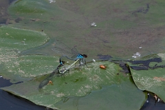 David Plant Photography - Wildlife Photography - Red-eyed damselfly - E